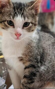Chip -  Domestic Short Hair Cat for Adoption in Lenexa, Kansas - Chip | PetCurious