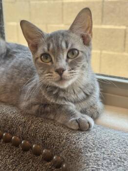 Rescue Domestic Short Hair Cats for Adoption in Youngtown, Arizona - Tinker | PetCurious