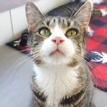 Rescue Domestic Short Hair Cats for Adoption in Belmont, New York - Ricki | PetCurious