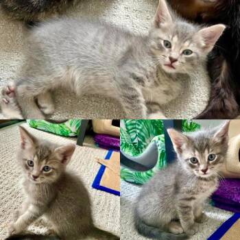 Garnet -  Domestic Short Hair Cat Available for Adoption in Philadelphia, Pennsylvania - Garnet | PetCurious