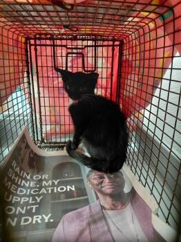 A2480615 -  Domestic Short Hair Cat for Adoption in Fort Lauderdale, Florida - A2480615 | PetCurious