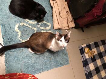 Skye -  Siamese Cat for Adoption in Escondido, California - Skye | PetCurious