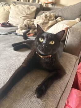 Onyx -  Domestic Short Hair Cat for Adoption in Brooklyn Center, Minnesota - Onyx | PetCurious