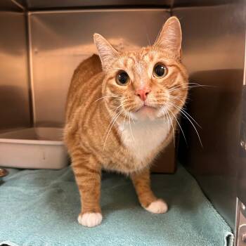 Butterfinger -  Domestic Short Hair Cat for Adoption in Lindon, Utah - Butterfinger | PetCurious