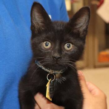 Maury -  Domestic Short Hair Cat for Adoption in Port Washington, New York - Maury | PetCurious