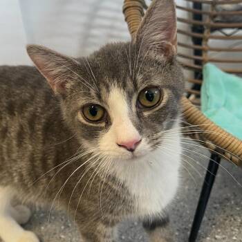 Rescue Domestic Short Hair Cats for Adoption in Indiana, Pennsylvania - Cricket | PetCurious