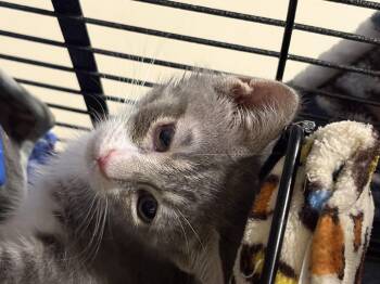 Latka -  Domestic Short Hair Cat for Adoption in Sneads Ferry, North Carolina - Latka | PetCurious