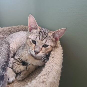 Ashley -  Domestic Short Hair Cat for Adoption in Fort Lauderdale, Florida - Ashley | PetCurious
