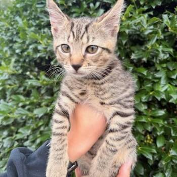 Thistle -  Domestic Short Hair Cat for Adoption in Fairfax Station, Virginia - Thistle | PetCurious