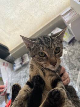 Domestic Short Hair Cats Available for Adoption - Marvyn | PetCurious