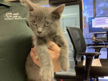 Domestic Medium Hair and Domestic Short Hair Cats Available for Adoption in Grand Prairie, Texas - ECHO | PetCurious