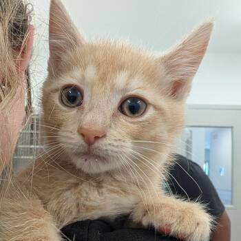 Aniston -  Domestic Short Hair Cat for Adoption in Winston-salem, North Carolina - Aniston | PetCurious