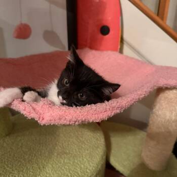 Suki -  Domestic Short Hair Cat for Adoption in Harrisonburg, Virginia - Suki | PetCurious