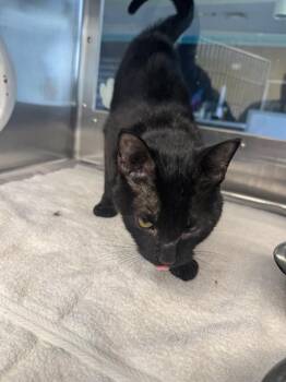 WALLY -  Domestic Short Hair Cat for Adoption in Grand Prairie, Texas - WALLY | PetCurious