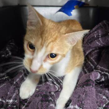 Kinder -  Domestic Short Hair Cat for Adoption in Newark, New Jersey - Kinder | PetCurious