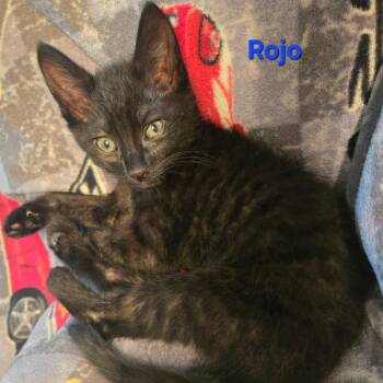 Rojo -  Domestic Short Hair Cat for Adoption in Coos Bay, Oregon - Rojo | PetCurious