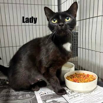 Lady -  Domestic Short Hair Cat for Adoption in Washington, District Of Columbia - Lady | PetCurious
