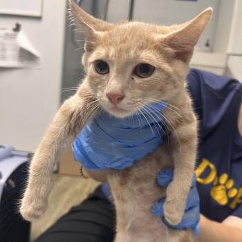 Adagio -  Domestic Short Hair Cat for Adoption in Summerville, South Carolina - Adagio | PetCurious