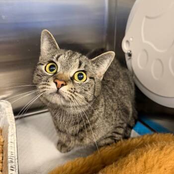 American Shorthair Cats Available for Adoption in Greensboro, North Carolina - Bynx | PetCurious