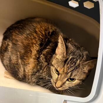 Storm -  American Bobtail Cat for Adoption in Charlottesville, Virginia - Storm | PetCurious