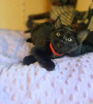 Soup Spoon -  Bombay Cat for Adoption in Austin, Texas - Soup Spoon | PetCurious