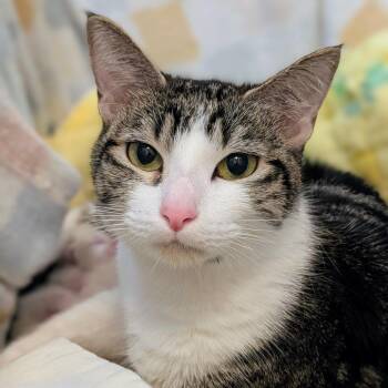 Domestic Short Hair Cats Available for Adoption in Salt Lake City, Utah - Kaya | PetCurious