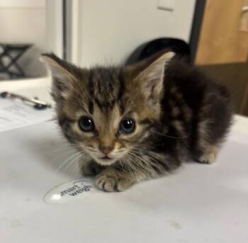 Basil -  American Shorthair Cat for Adoption in Greenfield, Indiana - Basil | PetCurious