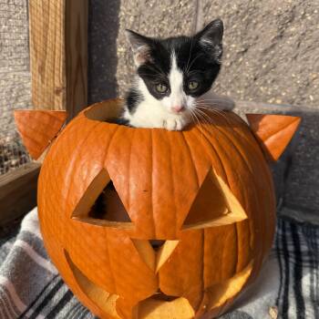 Spider -  Domestic Short Hair Cat for Adoption in Oconto, Wisconsin - Spider | PetCurious