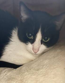 Domestic Short Hair Cats Available for Adoption - Lucy | PetCurious
