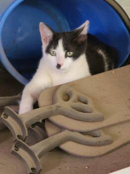 Domestic Short Hair Cats Available for Adoption in Charlotte, North Carolina - Pierr Le Pew  | PetCurious