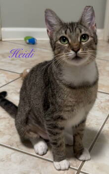 Rescue Domestic Short Hair Cats for Adoption in Longwood, Florida - Heidi | PetCurious
