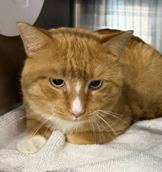 Rescue Domestic Short Hair Cats for Adoption in Sanford, Florida - Barrett | PetCurious