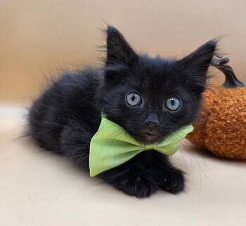 Andrew -  Domestic Long Hair Cat for Adoption in Magnolia Springs, Alabama - Andrew | PetCurious