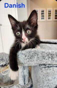 Danish -  Domestic Short Hair Cat for Adoption in San Jacinto, California - Danish | PetCurious