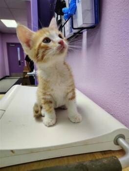 Domestic Short Hair Cats Available for Adoption in El Paso, Texas - Kit1 | PetCurious