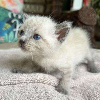 Michael (aka Mikey no-tail) -  Manx and Snowshoe Cat for Adoption in North Port, Florida - Michael (aka Mikey No-tail) | PetCurious