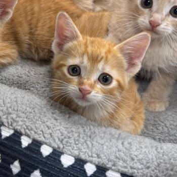Domestic Short Hair Cats Available for Adoption in Redwood Falls, Minnesota - Clementine | PetCurious