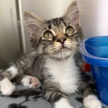 Champion -  Domestic Short Hair Cat for Adoption in Asheville, North Carolina - Champion | PetCurious