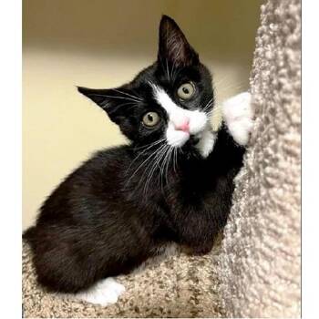 Jackie -  Domestic Short Hair Cat for Adoption in Millcreek, Utah - Jackie | PetCurious