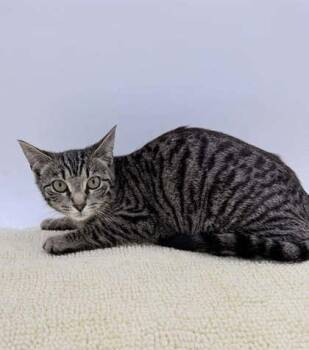 Domestic Short Hair Cats Available for Adoption in Bowling Green, Kentucky - Annie | PetCurious