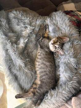 Rescue Domestic Short Hair Cats for Adoption in Tucson, Arizona - Hickory | PetCurious