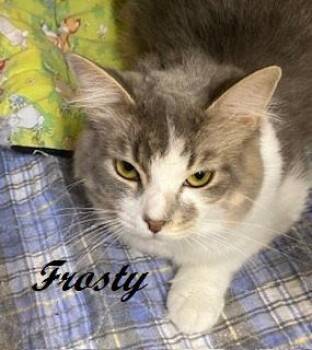 Frosty - sweet, fluffy, and handsome boy -  Domestic Medium Hair Cat for Adoption in Southern Pines, North Carolina - Frosty - Sweet, Fluffy, And Handsome Boy | PetCurious
