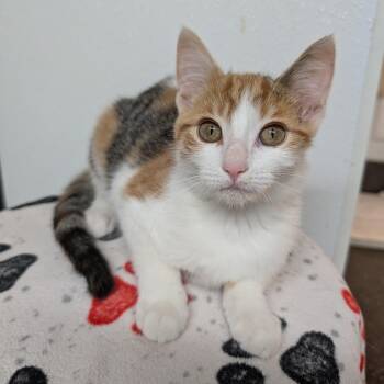 Ravioli -  Domestic Short Hair Cat for Adoption in Rochester, Minnesota - Ravioli | PetCurious