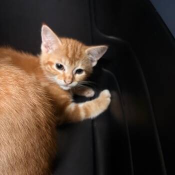 Copy -  Domestic Short Hair Cat for Adoption in South Burlington, Vermont - Copy | PetCurious