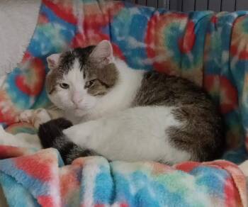 Domestic Short Hair Cats Available for Adoption - The Biscuit Maker | PetCurious