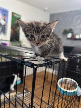 Cristabel -  Domestic Short Hair Cat for Adoption in Augusta, Georgia - Cristabel | PetCurious
