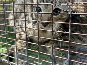 Domestic Short Hair Cats Available for Adoption in Ocala, Florida - A380501 | PetCurious