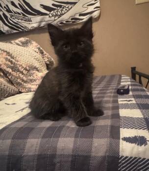 Domestic Short Hair Cats Available for Adoption - K-2 Chinstrap | PetCurious