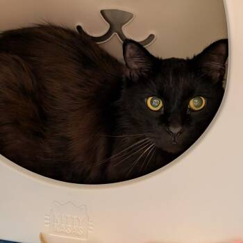 Gomez -  Domestic Long Hair Cat for Adoption in Titusville, Florida - Gomez | PetCurious