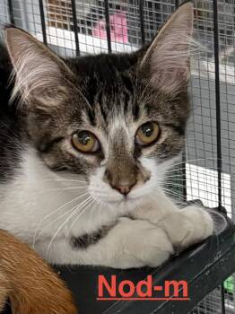 Nod 26 -  Tabby and Domestic Long Hair Cat for Adoption in Brookhaven, Mississippi - Nod 26 | PetCurious